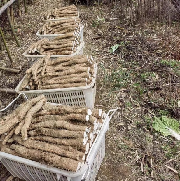 湖北恩施利川特产团堡山药高山红皮米山药新鲜粉糯富硒农家现挖,水产肉类/新鲜蔬果/熟食,新鲜山药,淘宝优惠券,粉丝福利购,淘宝优惠卷