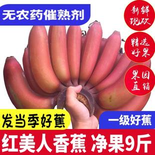 海南红美人红皮香蕉5斤海口当季新鲜网红咖啡蕉孕妇水果整箱芭蕉