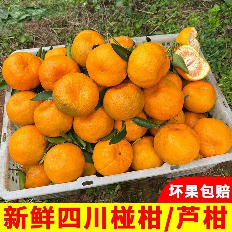 正宗四川芦柑橘子新鲜柑橘现摘发货整箱斤当季孕妇水果包邮发货