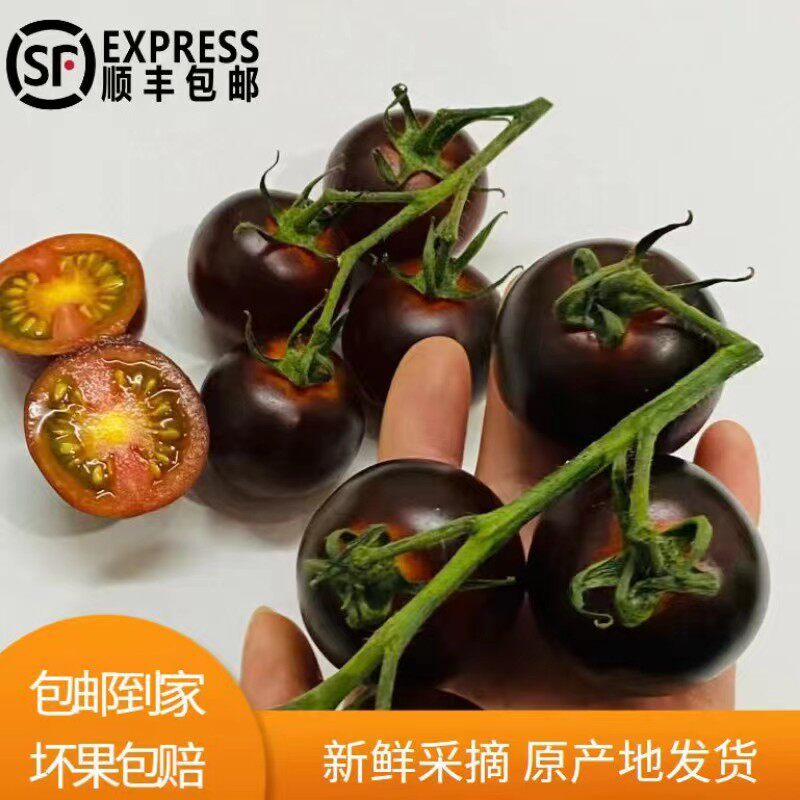 黑番茄新鲜现摘巧克力西红柿生吃山东黑珍珠黑钻小番茄沙瓤圆紫