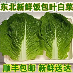 顺丰东北大白菜叶饭包叶即食蘸酱蔬菜包饭菜新鲜 20叶送酱包邮