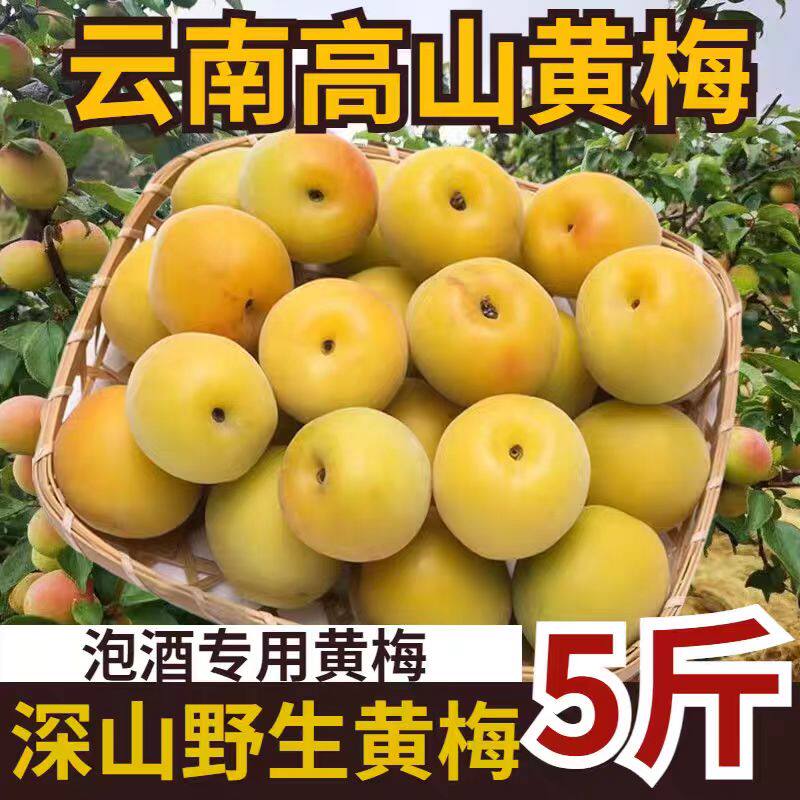 2026高山完熟黄梅果5斤现摘酸梅子泡酒酵素梅子露青梅胭脂梅顺丰