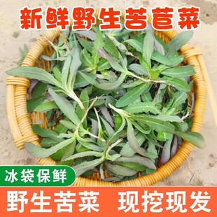 曲麻菜新鲜山东苦麻菜苗东北蘸酱菜苦菜野菜现挖野生曲曲菜苣荬菜