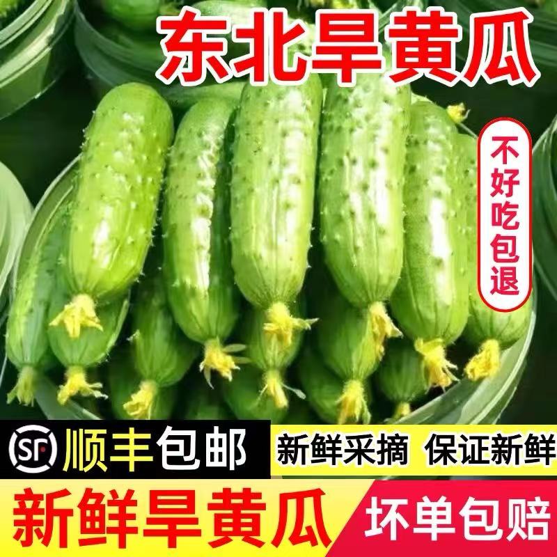 东北旱黄瓜新鲜现摘农家自种老品种带刺青瓜生吃孕妇时令蔬菜顺丰