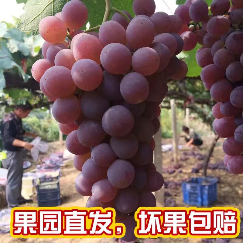 特产龙眼葡萄北国明珠现摘葡萄红葡萄孕妇水果5斤整箱包邮