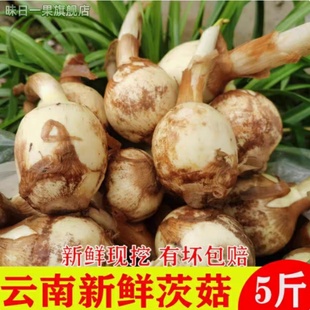 云南农家野地茨菇茨菰新鲜白茨菇白马蹄菇现挖现发蔬菜大茨菇粉糯