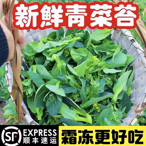 农家自种苏州青菜苔霜冻新鲜菜薹菜心色绿蔬菜当季时令现摘现发