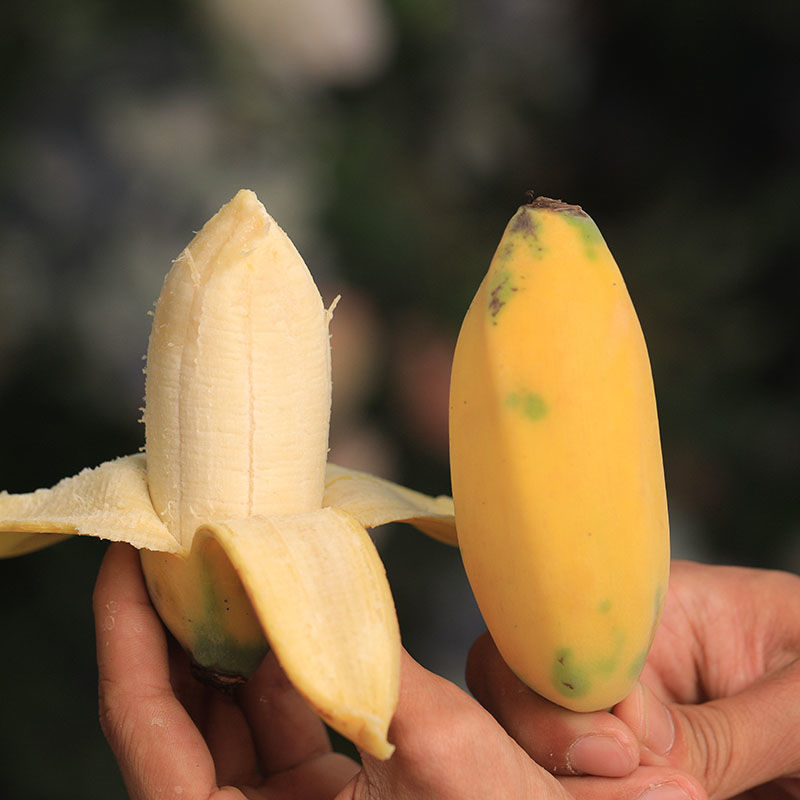 正宗广东苹果粉蕉香甜薄皮当季新鲜水果小香蕉自然成熟整箱现发