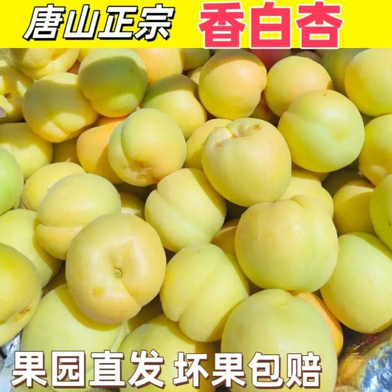 (大白杏)河北唐山大香白杏遵化香白杏银白杏水果杏子新鲜整箱