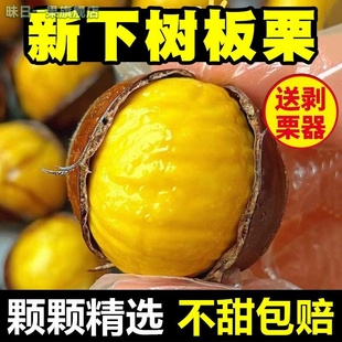 2025正宗板栗生栗子新鲜野生粟子5斤大锥仁板票小毛菜栗产自丹东