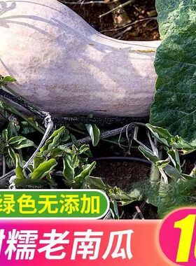 老南瓜海南热带南瓜新鲜宝宝辅食黄南瓜板栗味