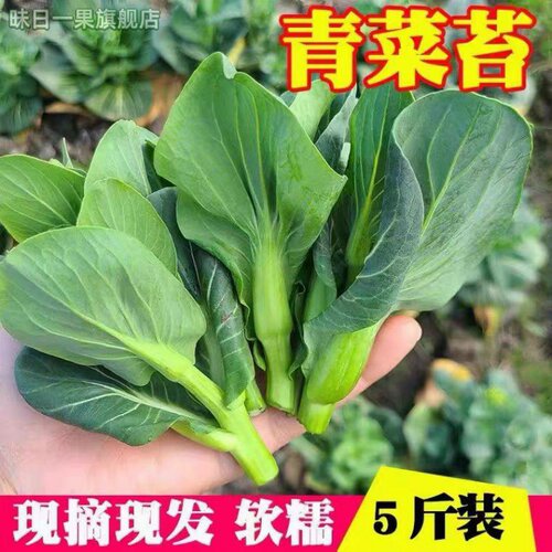 新鲜青菜苔农包邮包邮家自种青菜苔新鲜油菜心小青菜蔬菜白菜苔包
