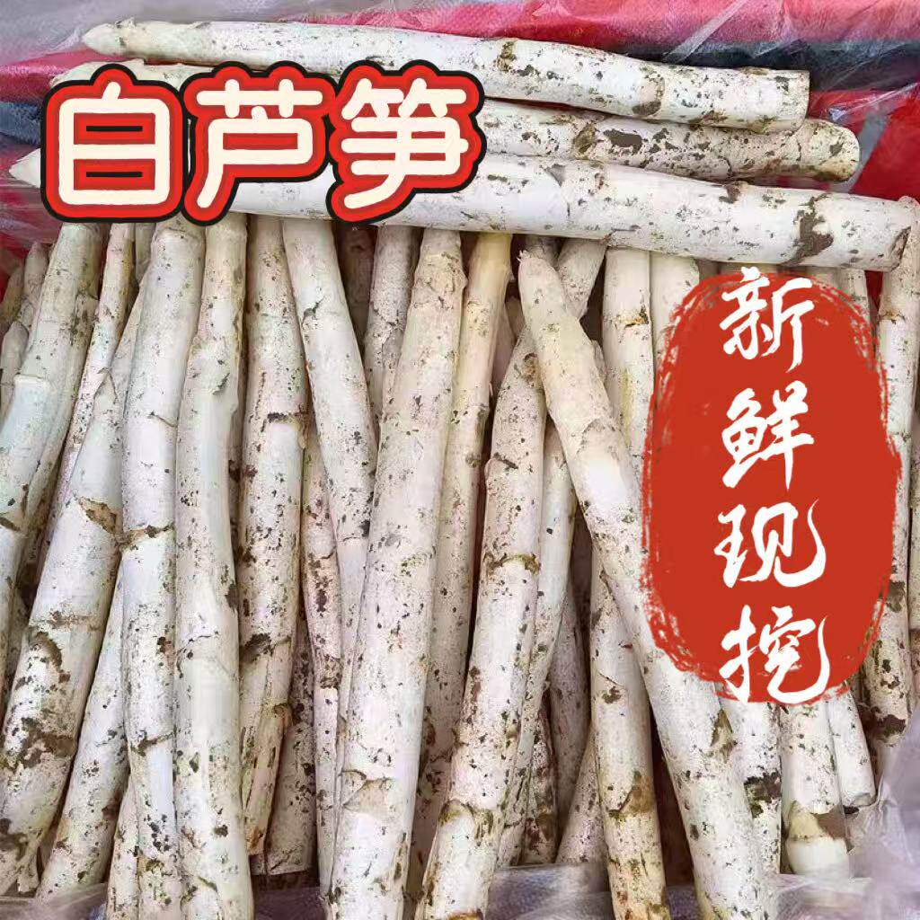 【顺丰包邮】白芦笋 现挖先发新鲜蔬菜沙拉酒店餐厅供货脆嫩当季