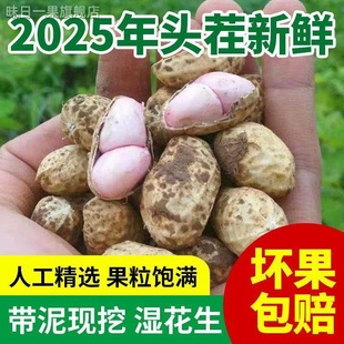 2025年新鲜花生湿带壳带泥粉皮花生现挖花生可水煮花生生吃湿花生