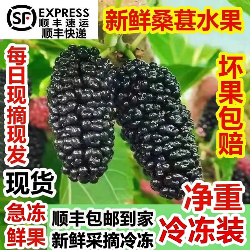 顺丰包邮冷冻桑葚鲜果桑椹 净果时令孕妇水果桑枣黑桑葚泡酒