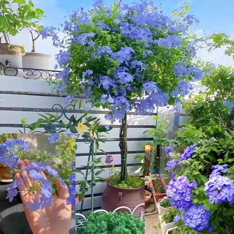 蓝雪花棒棒糖老桩独杆带花苞