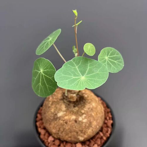 山乌龟爬藤植物盆栽金不换红藤