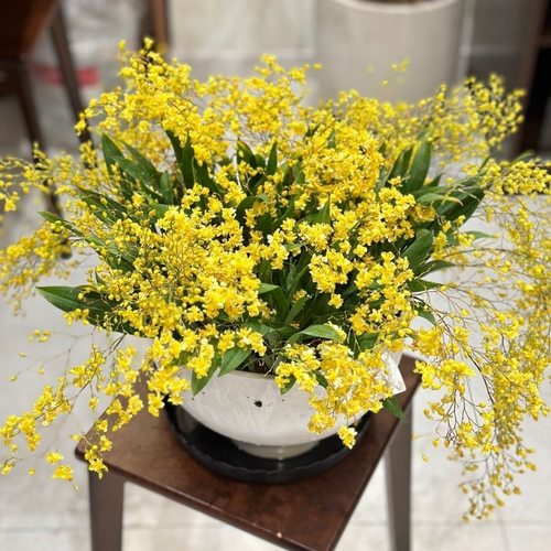 金黄梦香兰盆栽浓香年宵花剑