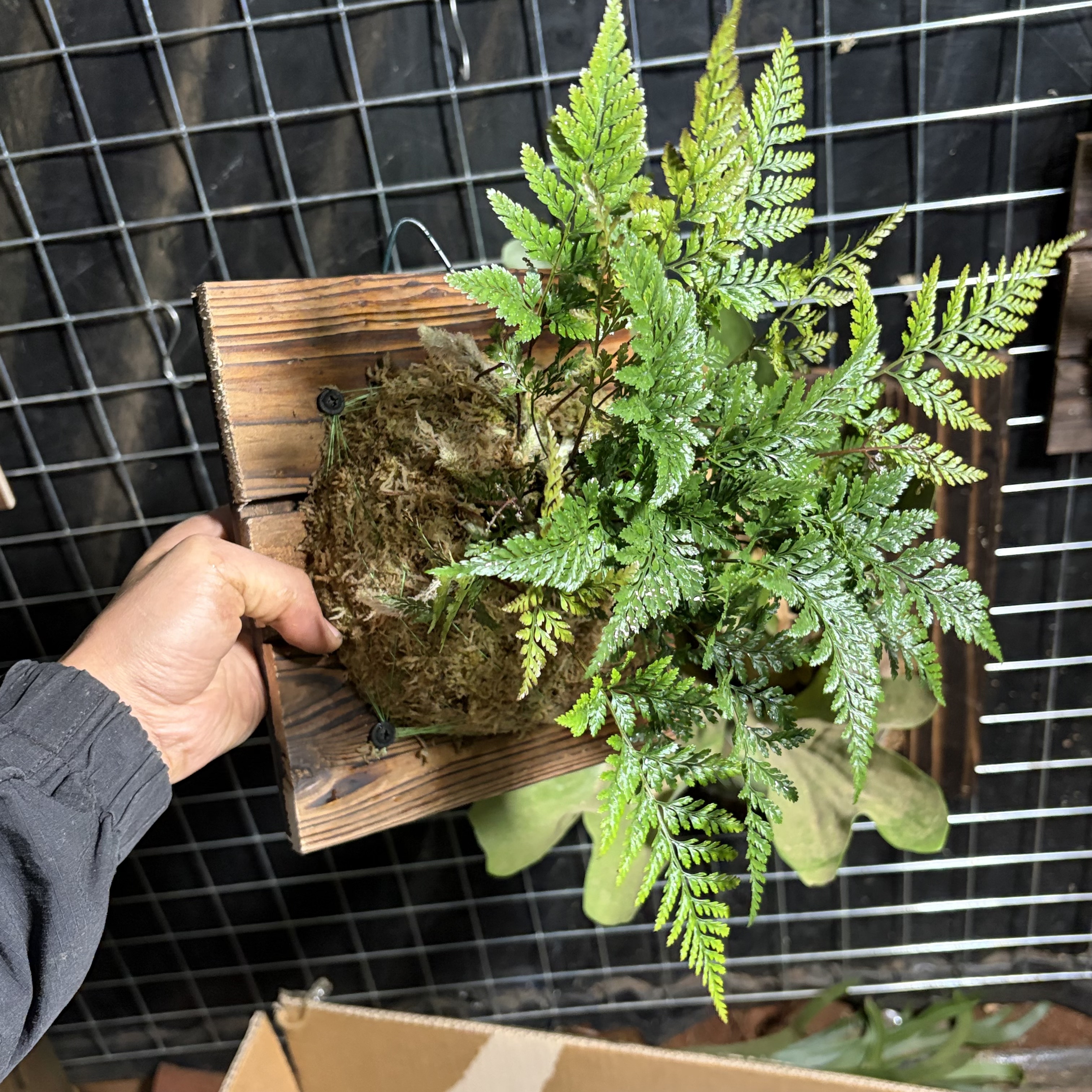 狼尾蕨板植挂墙苔藓球挂板植物盆栽造景办公室网红室内绿植好养活