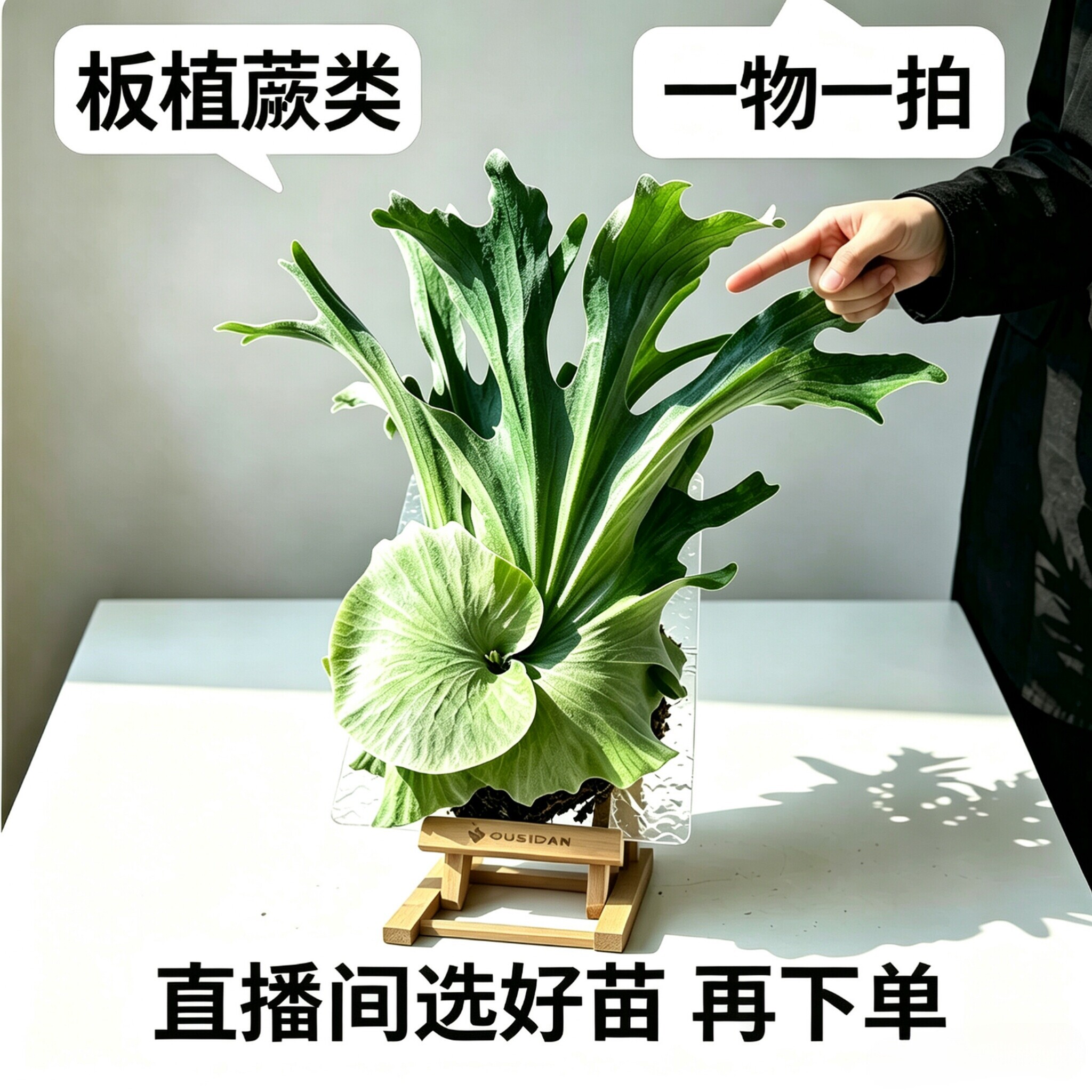 1 号直播链接 鹿角蕨板植