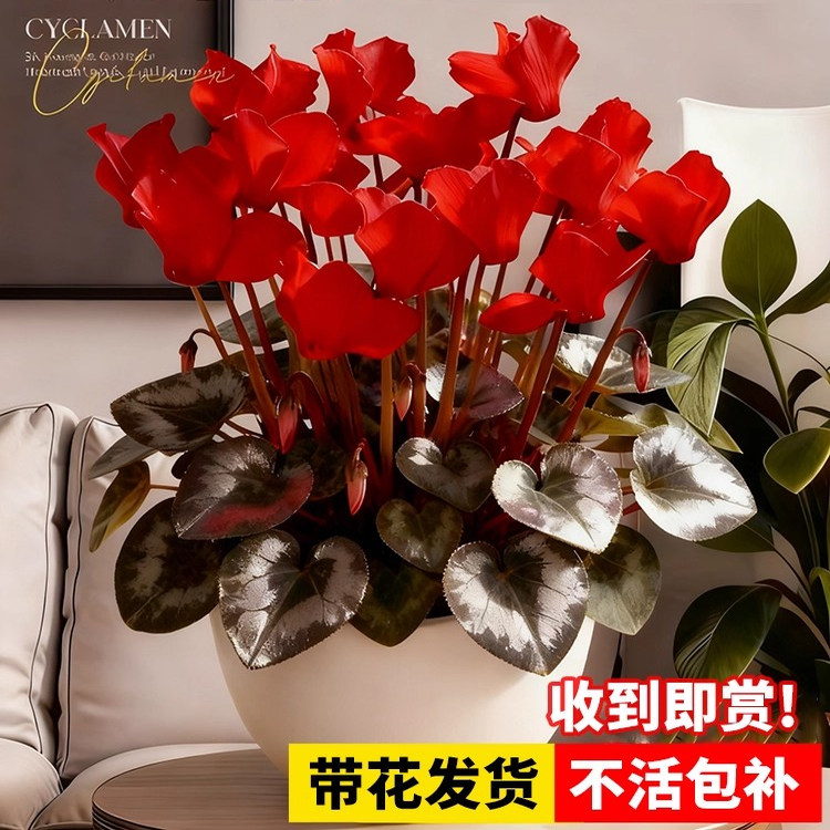 大花仙客来盆栽带花特大苗