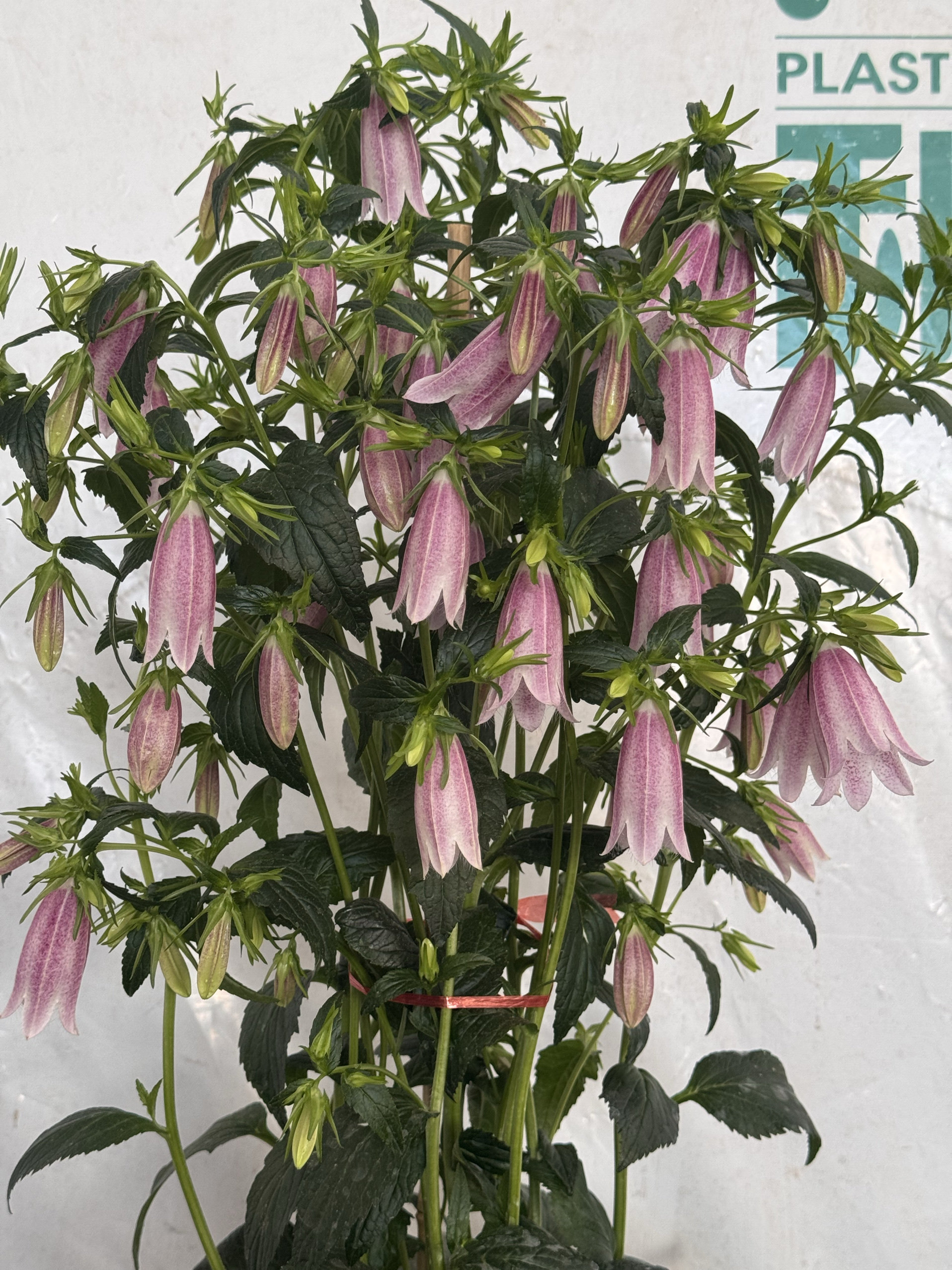 紫斑风铃花盆栽带花苞多年生宿根花卉多季开花室内阳台庭院植物