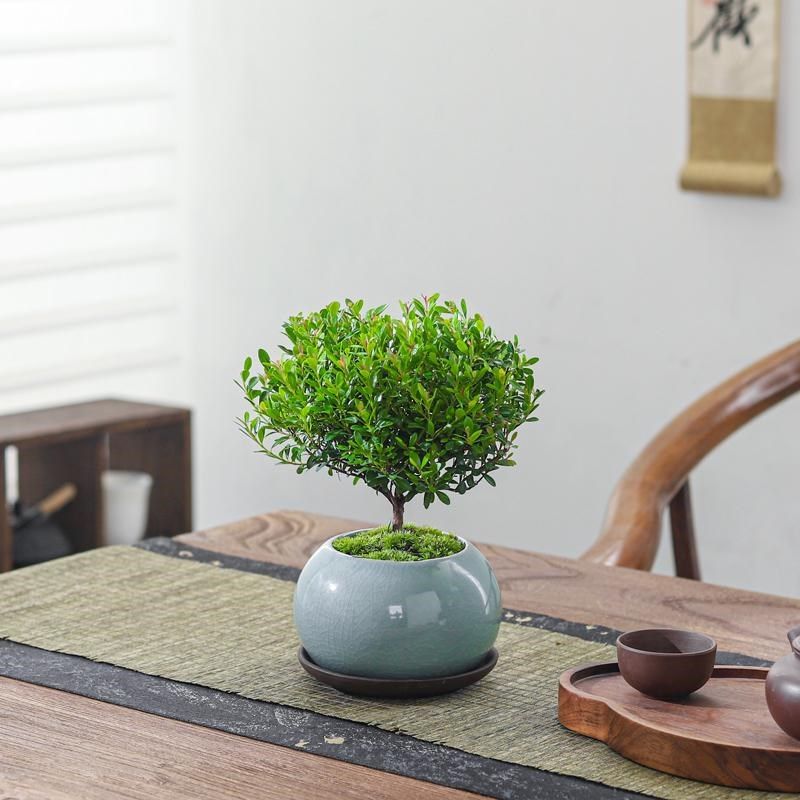 小叶赤楠盆栽室内绿植花卉盆景客厅办公室桌面摆件好养活植物树苗,鲜花速递/花卉仿真/绿植园艺,绿植,淘宝优惠券,粉丝福利购,淘宝优惠卷