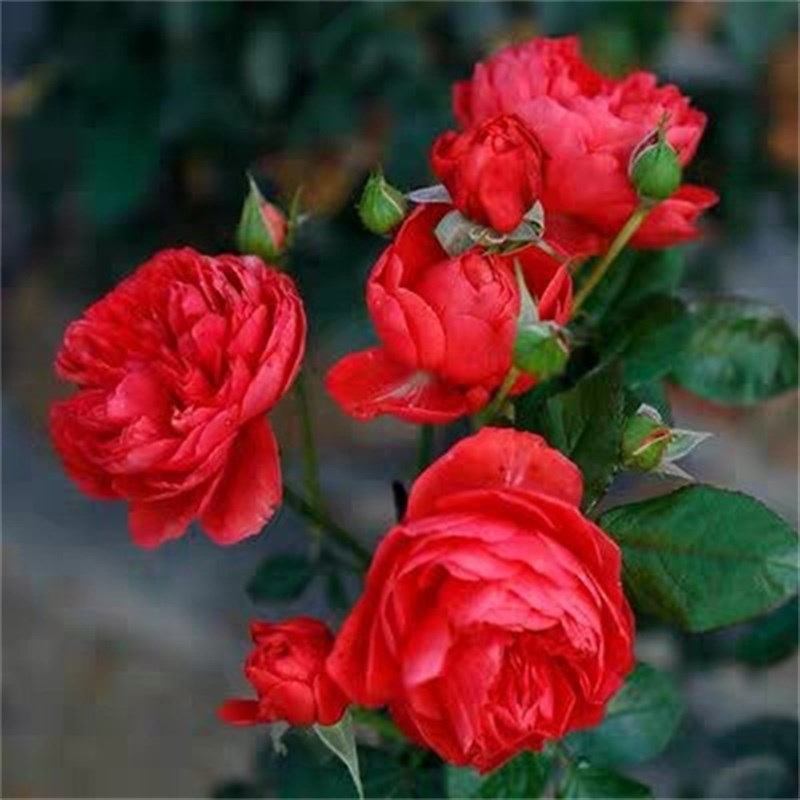 红色果汁阳台月季扦插花苗盆栽微月四季开花庭院大花玫瑰