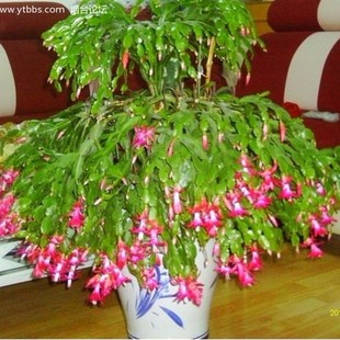 钻木三角柱三棱箭 多肉植物 仙人掌科 嫁接令箭 蟹爪兰专用