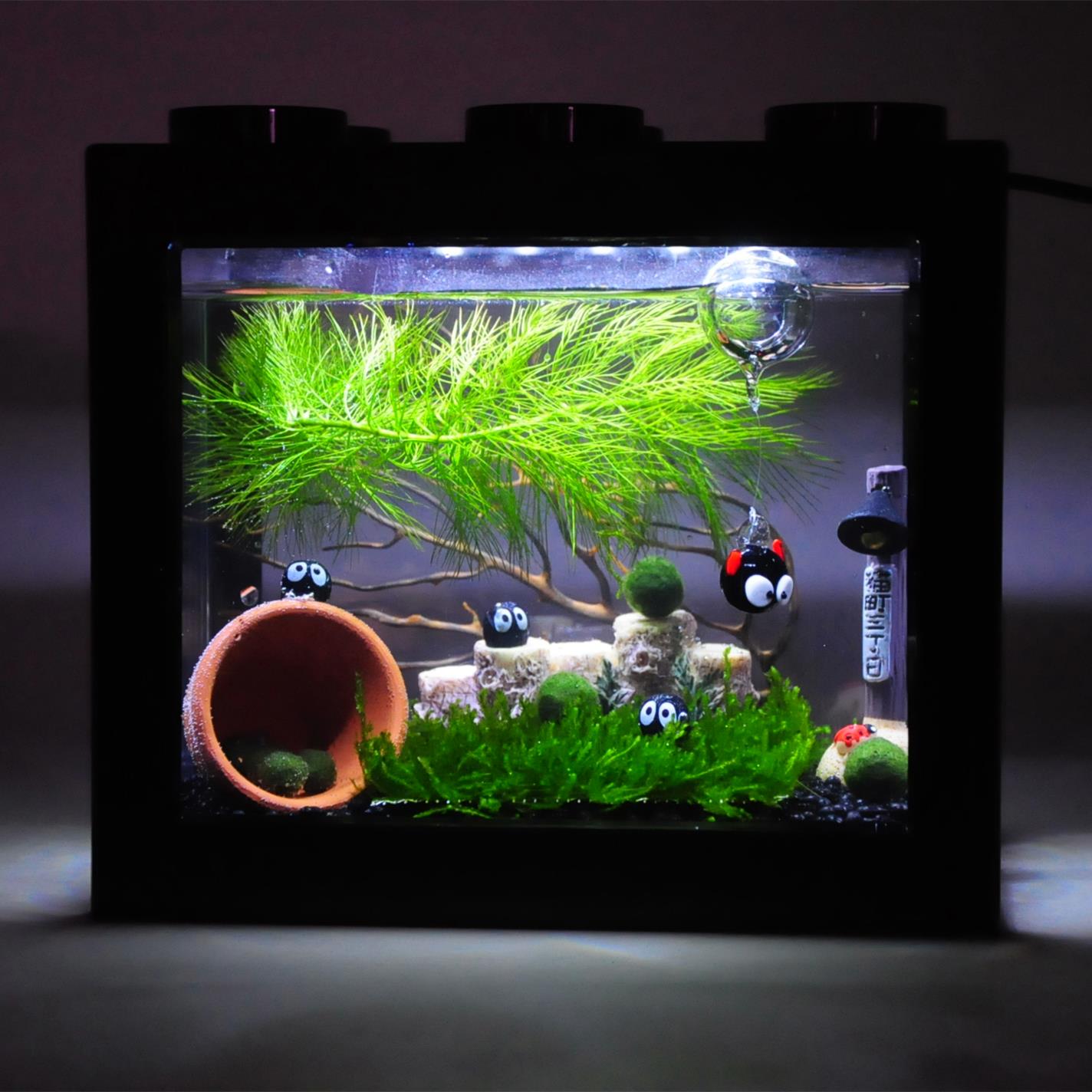 海藻球生态瓶微景观室内桌面趣味鱼缸水培植物球藻小盆栽创意礼物