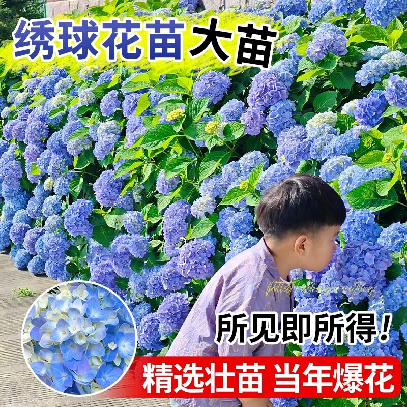 绣球花苗无尽夏树苗绣球花盆栽花绣球/木绣球/圆锥乔
