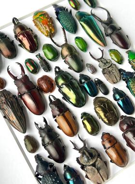 【马赛克】真实甲虫标本装饰画昆虫相框摆件彩色艺术家居家居饰品