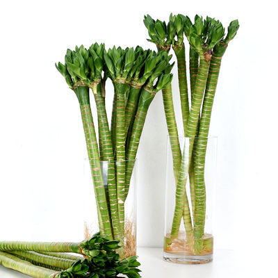 富贵竹带根粗杆水养植物龙竹客厅室内招财水培转运竹绿植盆栽竹子