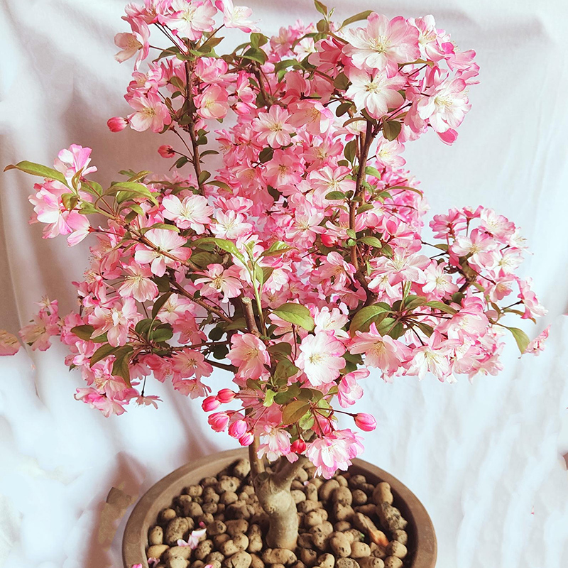垂丝海棠花盆栽四季开花好养植物盆景老桩海棠花树苗冬季耐寒花卉