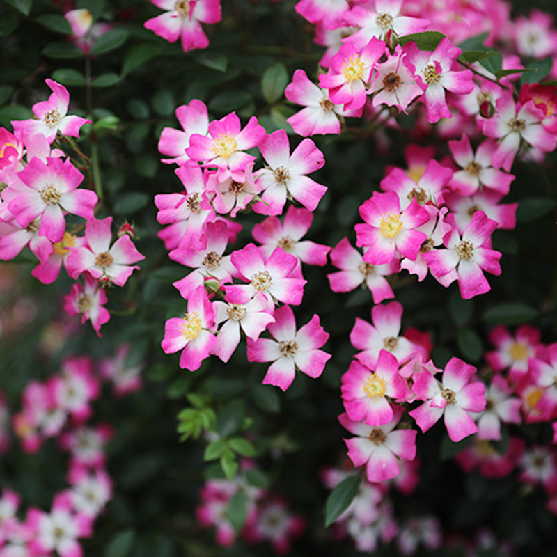 海蒂的花园 遮阳伞一款可吊起来种的月季春季成花瀑布花卉盆栽苗,鲜花速递/花卉仿真/绿植园艺,月季/蔷薇/玫瑰,淘宝优惠券,粉丝福利购,淘宝优惠卷