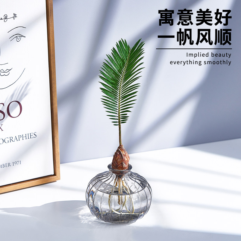 新款水培铁树小盆栽苏铁盆景北欧桌面创意绿植水养花卉植物室内花