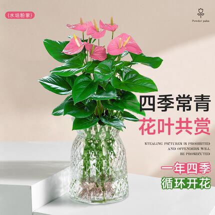 粉掌盆栽带花水培植物小叶红掌彩掌白掌一帆风顺室内好养花卉绿植