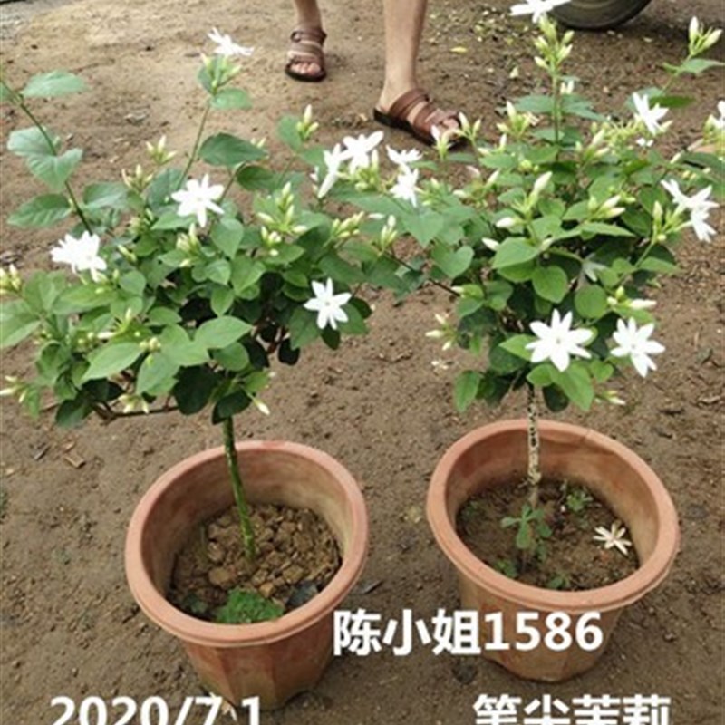 单瓣笔尖茉莉花独杆型茉莉苗盆栽室内室外浓香植物开花带花苞