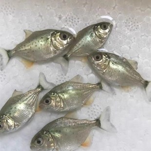 南美亚马孙红文鱼活热带鱼淡水凶猛宠物观赏鱼幼苗肉食性猛鱼包活