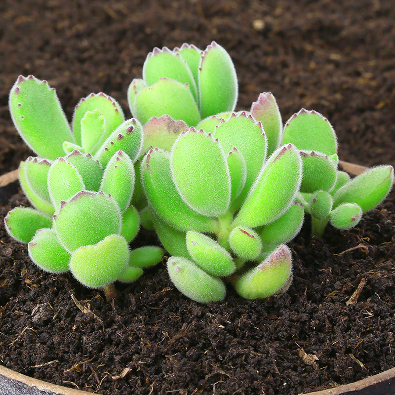 有机营养土种花土家用养花泥炭土种菜花泥土壤种植土盆栽通用型