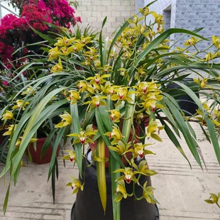 虎头兰云南红嘴鸥带花苞阳台客厅庭院顶楼盆栽花卉大花蕙兰兰草