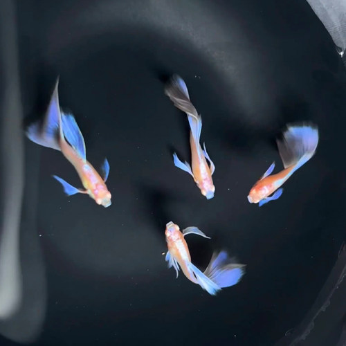 高端纯种紫白欧翼孔雀鱼冷淡水