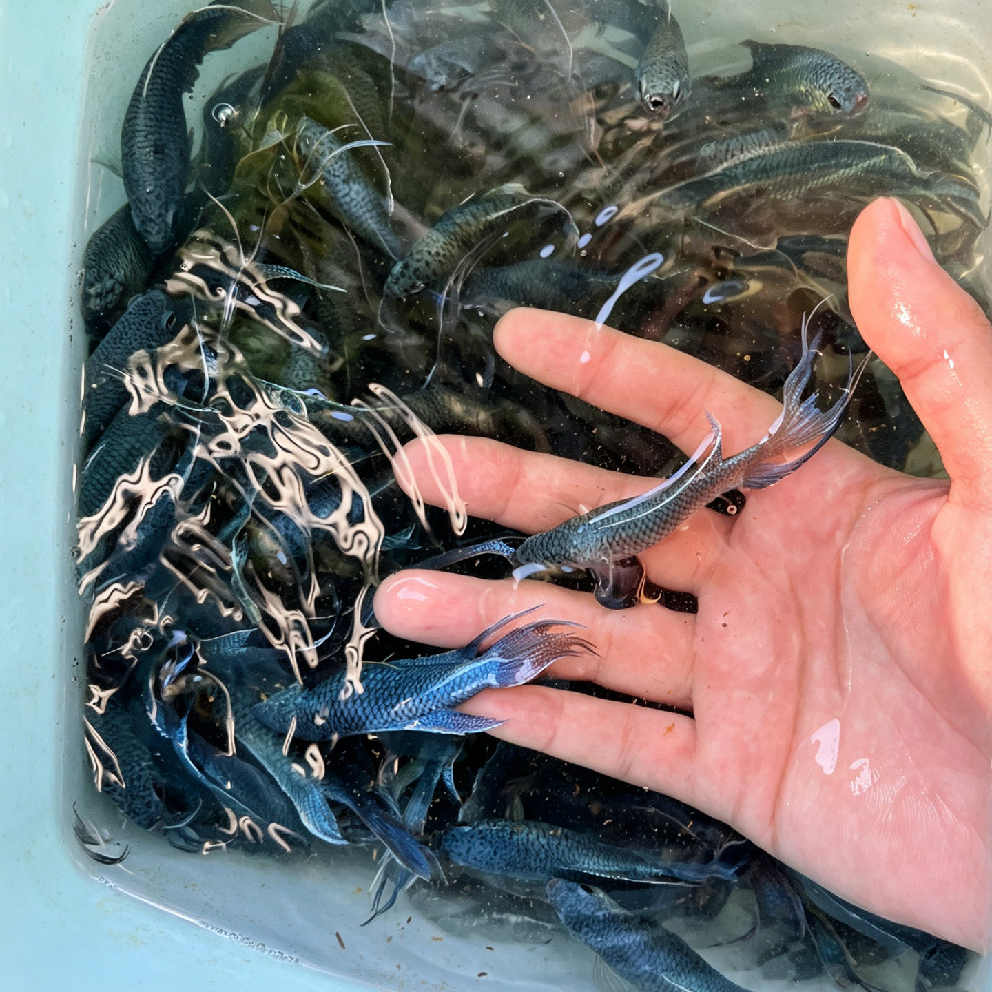 中国游龙蓝斗鱼成鱼活体免打氧