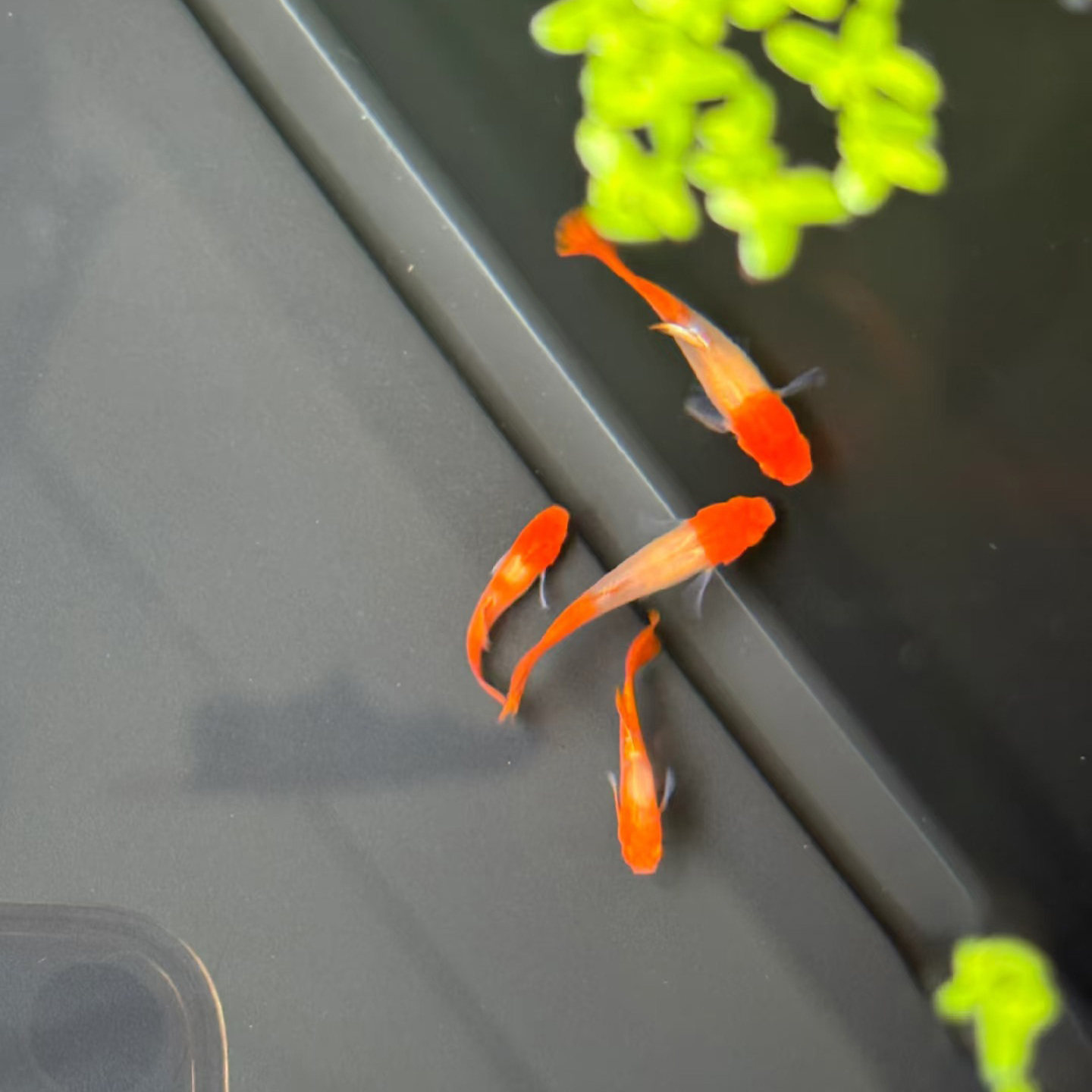 鸿运当头孔雀鱼活体红头凤尾鱼热带小型鱼好养活观赏鱼新手淡水鱼