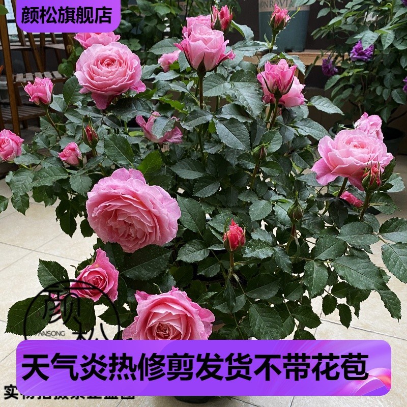 海神王阳台 月季大花微月浓香玫瑰花苗阳台花卉盆栽庭院珍稀品种