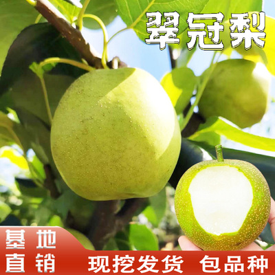 翠冠梨树果苗嫁接南北方庭