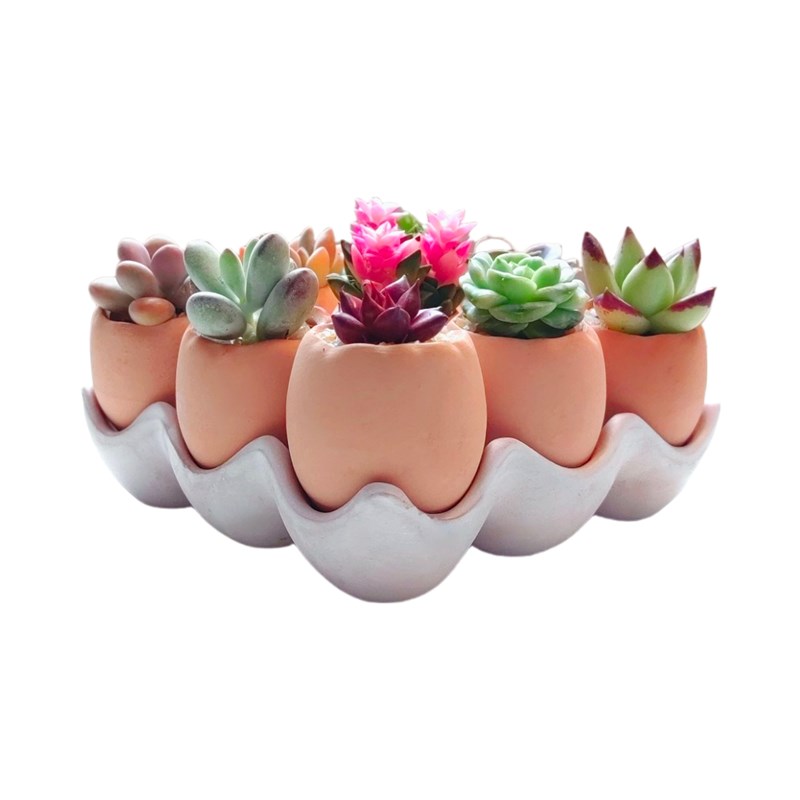 鸡蛋壳多肉植物餐diy活动动手栽种可爱趣味盆栽创意陶土盆