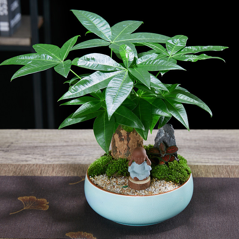 发财树盆栽植物室内四季绿植好养易活客厅办公室花卉乔迁新居盆景,鲜花速递/花卉仿真/绿植园艺,造型盆景,淘宝优惠券,粉丝福利购,淘宝优惠卷