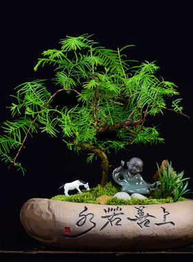 粗陶水培铜钱草水仙花盆陶瓷特大号盆栽盆景家用碗莲多肉植物拼盘