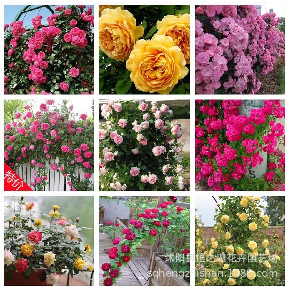 蔷薇花苗藤本月季特大花树爬藤植物阳台爬墙花卉玫瑰盆栽四季开花,鲜花速递/花卉仿真/绿植园艺,月季/蔷薇/玫瑰,淘宝优惠券,粉丝福利购,淘宝优惠卷